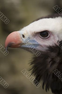 White Headed Vulture