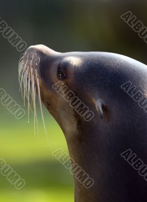 Patagonian Sea Lion