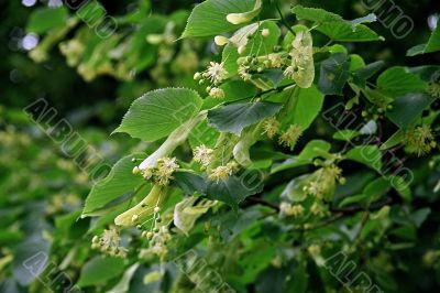  lime-tree