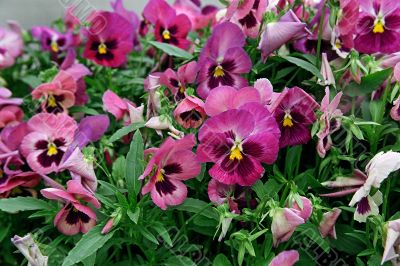 pansy