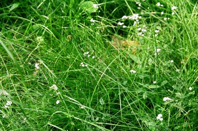 grass
