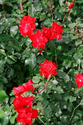 rose bush