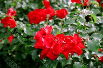rose bush