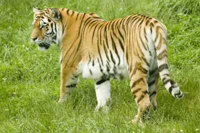 Amur Tiger