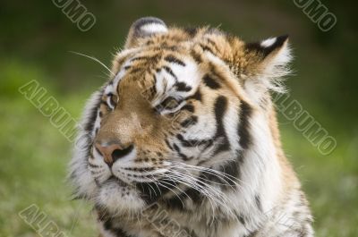 Amur Tiger