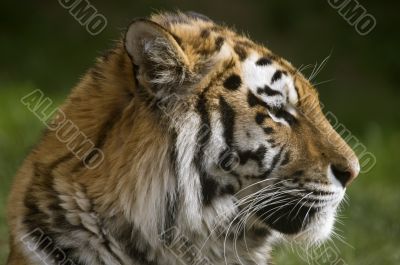 Amur Tiger