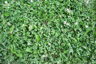 Green grass texture