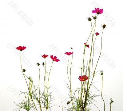 Forest of Flowers