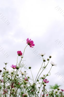 Forest of Flowers