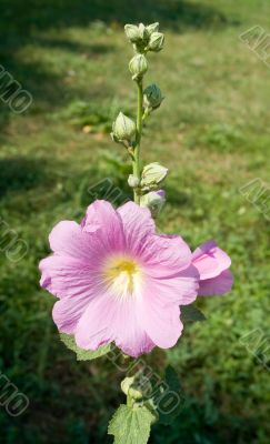 pink flower