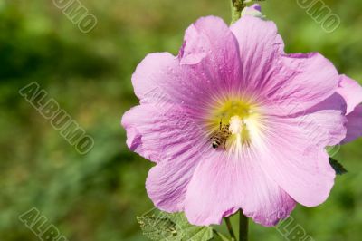 pink flower with bee