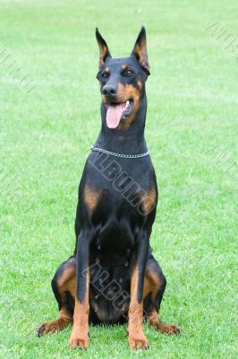 dobermann