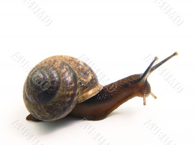 snail creeps