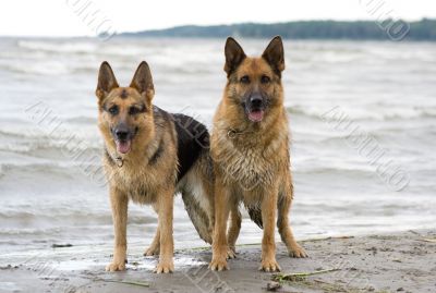 Two sheepdogs