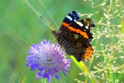 Dinner of the admiral-butterfly