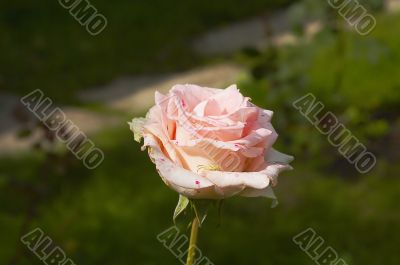 Yellow spider in the rose