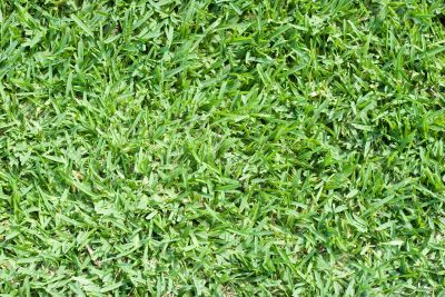 Real green grass - lawn texture