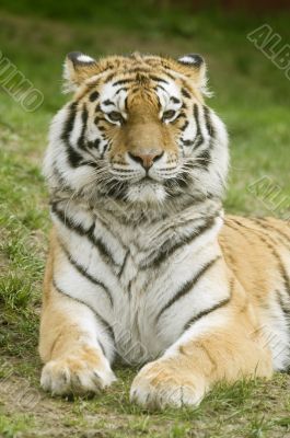Amur Tiger