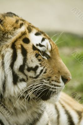 Amur Tiger