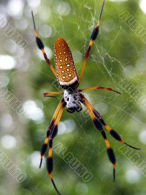 Golden Silk Spider