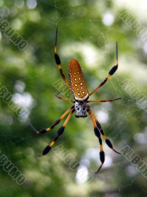 Golden Silk Spider