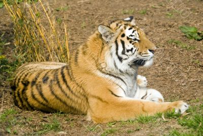 Amur Tiger