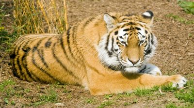 Amur Tiger
