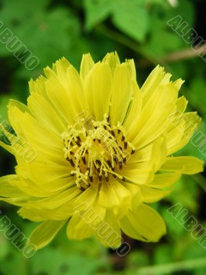 Meadow Salsify
