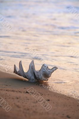 Shell on the beach