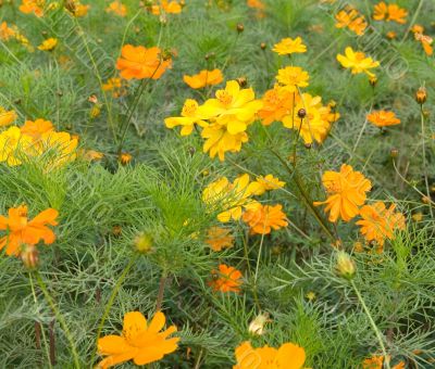 Forest of Flowers