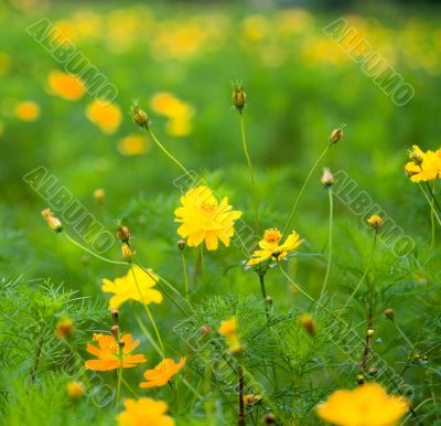 Forest of Flowers