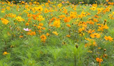 Forest of Flowers