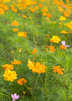 Forest of Flowers