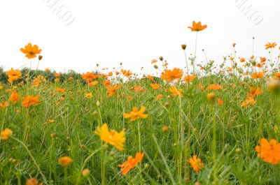 Forest of Flowers