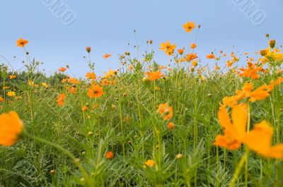 Forest of Flowers