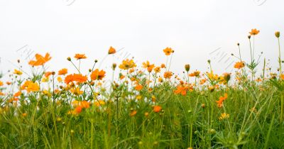 Forest of Flowers