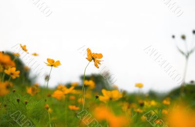 Forest of Flowers