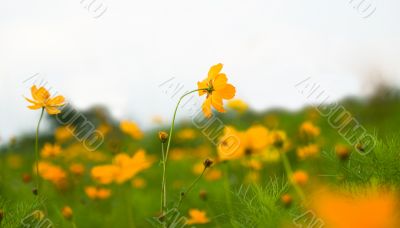 Forest of Flowers