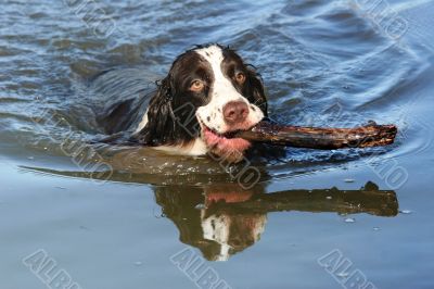 Dog in the lake