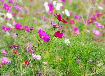 red flowers