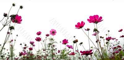 red flowers