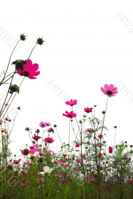 red flowers
