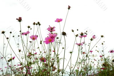 red flowers