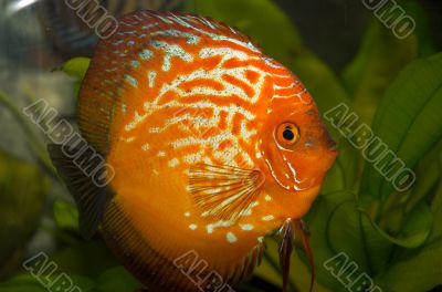 red discus in tank