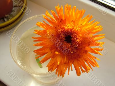 Flower in the container 1