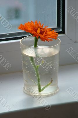 Flower in the container 2