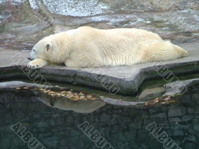 Polar bear 1