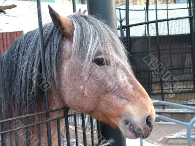 Horse - girl, the portrait