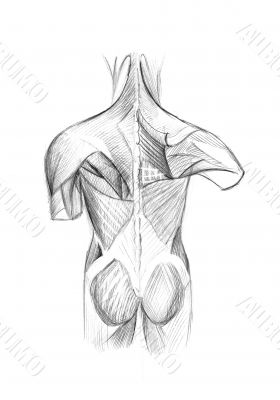 muscles illustration