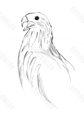 bird of prey